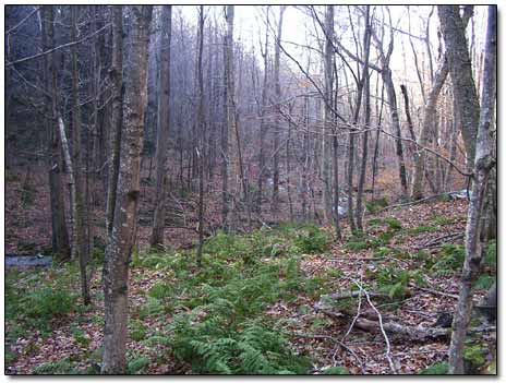 Upstate New York Forest in November