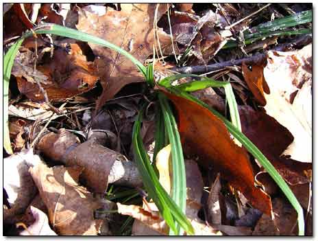 Leaves of Daylilies