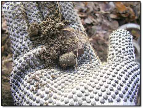 Metal Detecting Find - Brass Thimble