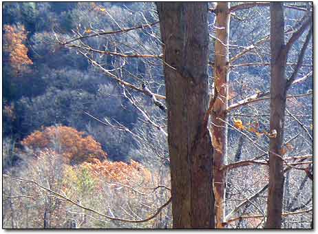 Upstate New York Forest