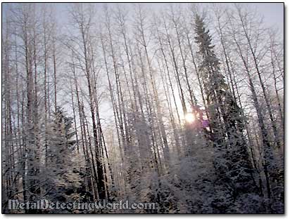 Snowed Forest