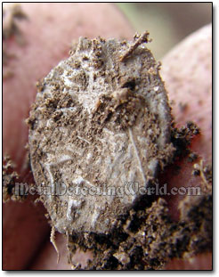 A Silver Hammered Coin Was Dug Up