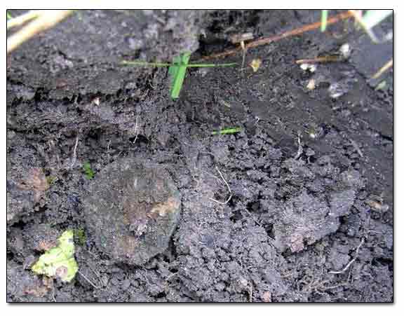 Russian Imperial Coin Dug Out