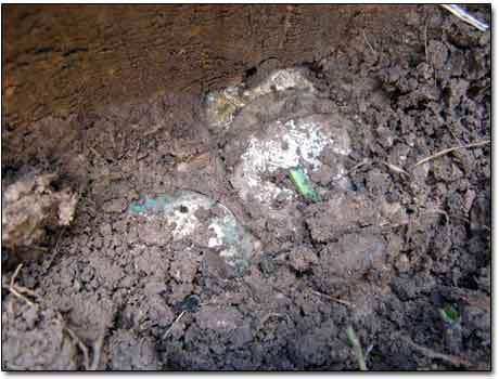 Glimpse of Silver Coins in Dirt