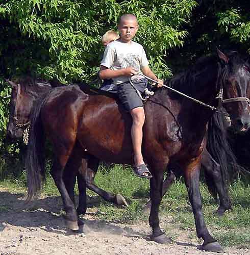 Local Shepherd Boy, Ukraine