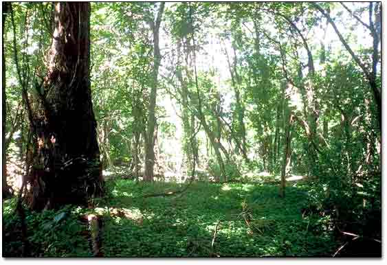 Site Back In 2001