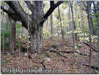 First-Growth Tree at Cellar Hole Site