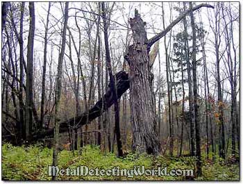 Remains of First-Growth Tree near Old Homestead Site