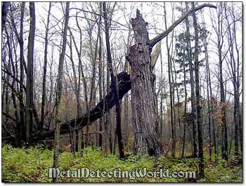 Remains of First-Growth Tree near Old Homestead Site