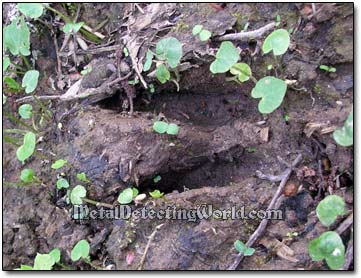 Animal Deer Hoofprint