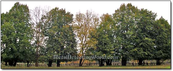 A Tree Line Marking the Boundary of Former Estate in Field