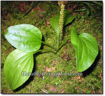 Plantain Ribgrass