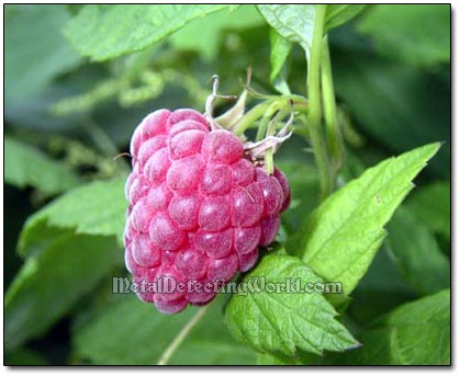 Wild Raspberries