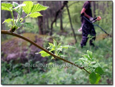 Branch of Raspberry Shrub at Metal Detecting Site