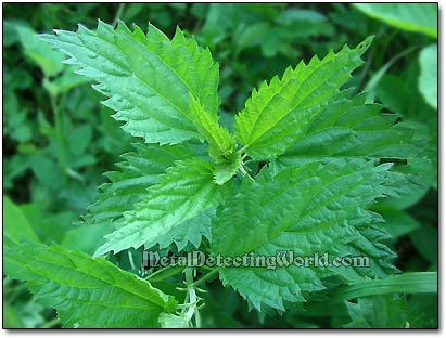 Stinging-Nettle Leaves