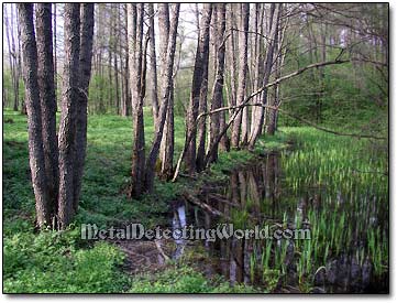 A Tree Line Marking the Boundary of Former Estate Site Hidden in Wooded Area