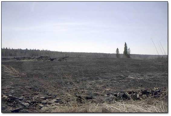 Distant Trees Indicated A Location