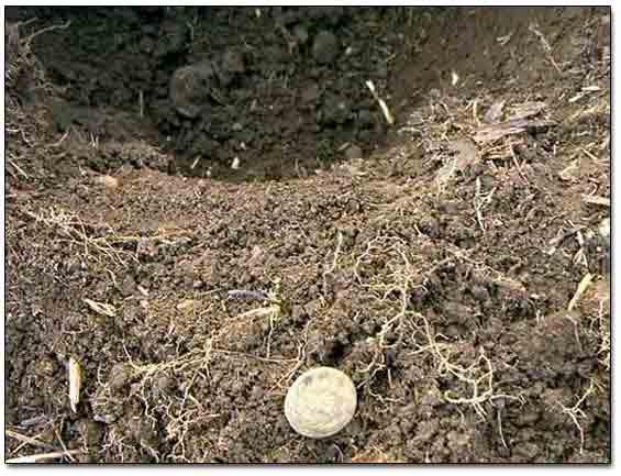 First Coin Dug At The Site