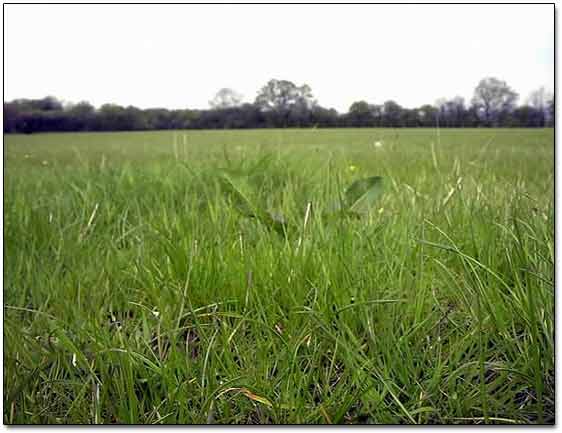 Nice Field To Search For Old Coins