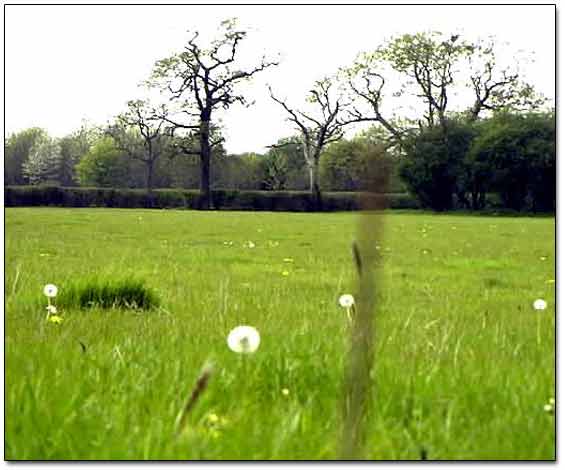 The Field