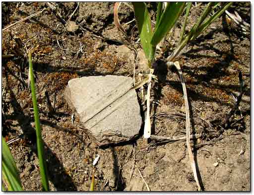 Ancient Pottery Shard