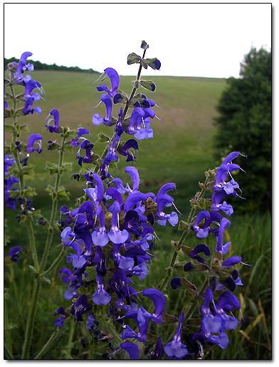 Wild Flowers