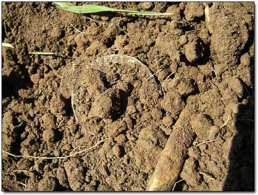 Silver Coin Found