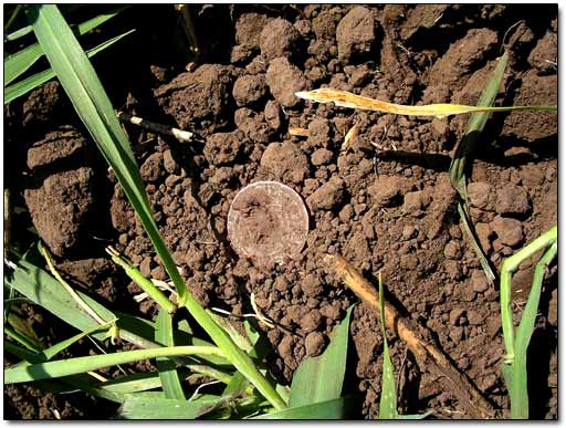 Another Silver Coin Found