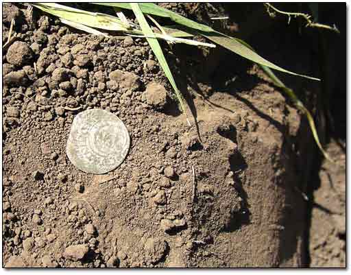 Silver Coin Found