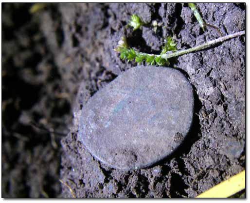 Bronze Coin Dug