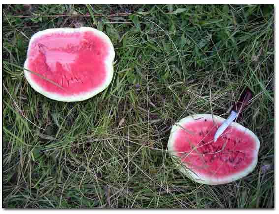 Water-Melon Break