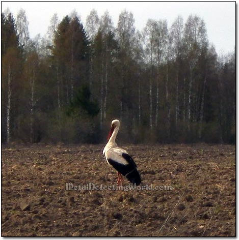 Crane in Cultivated Field