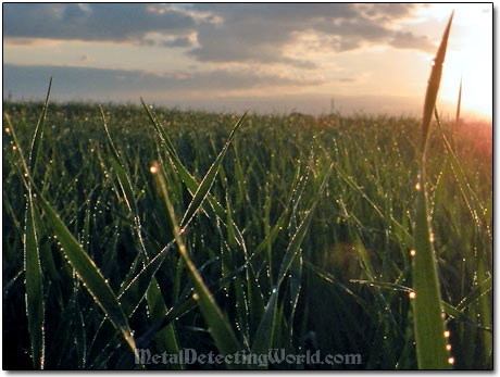 Tall Grass