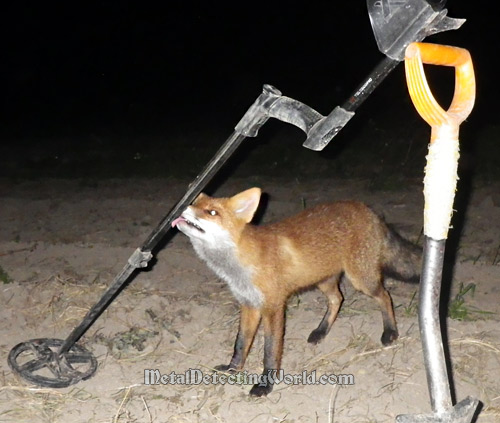 A Fox Likes My Old XP Deus Metal Detector