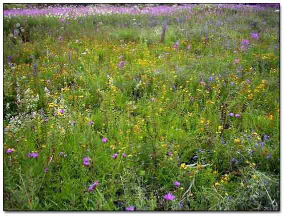 Wild Vegetation Covered A Few Old Stone Foundations