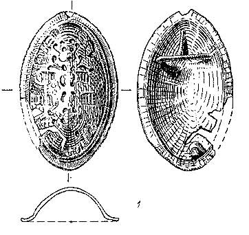 Drawing of Typical Tortoise Fibula