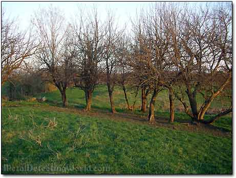 Old Apple Orchard