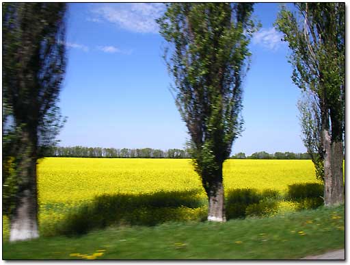 Traditional Ukrainian Landscape